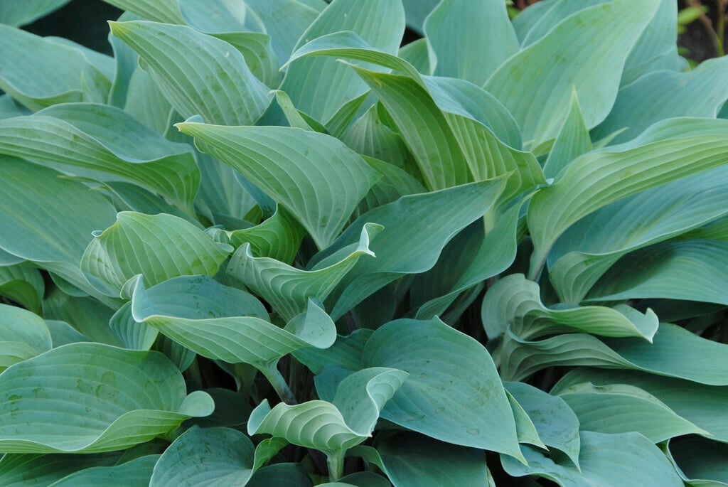 plantain lily 'Deane's Dream'