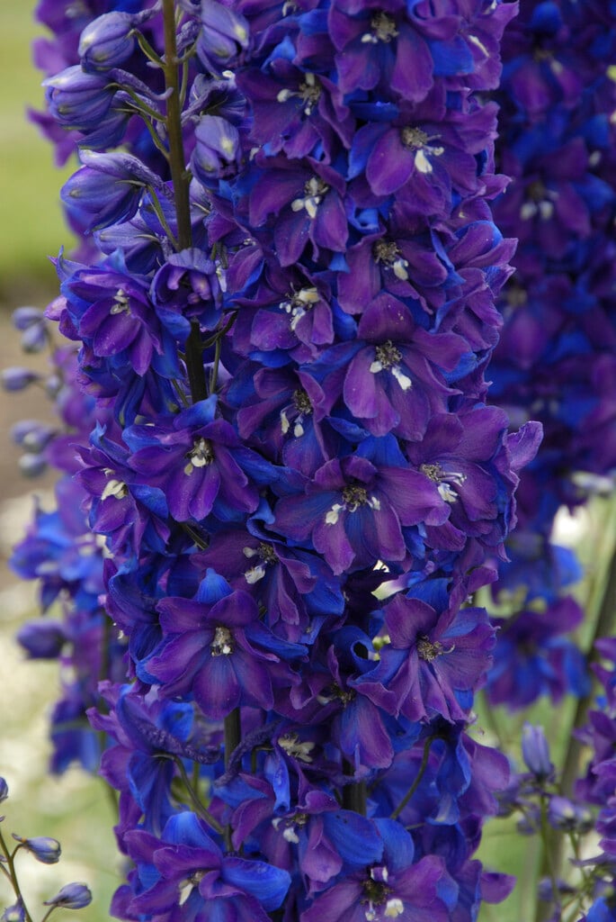 delphinium  'Gute Nacht'