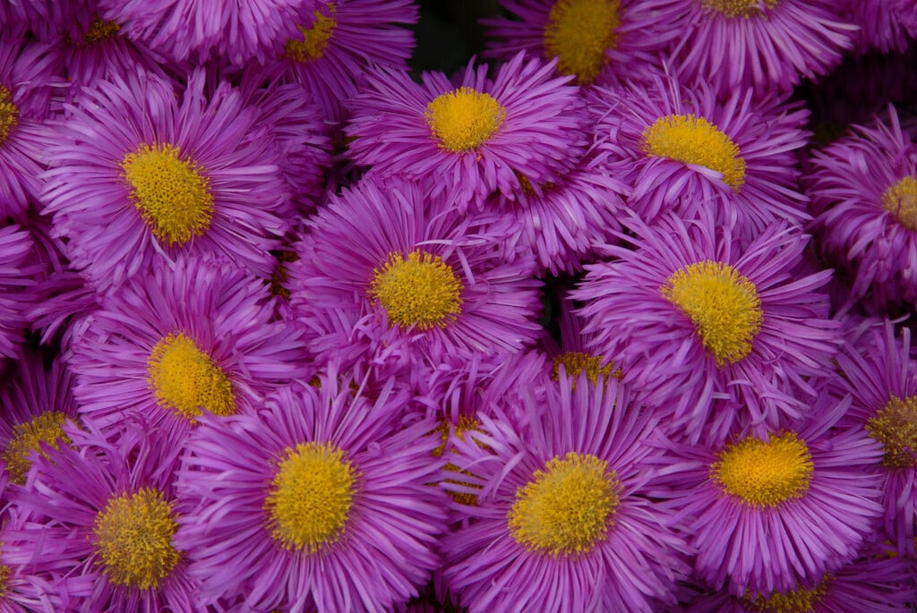 <i>Erigeron</i> 'Rotes Meer'