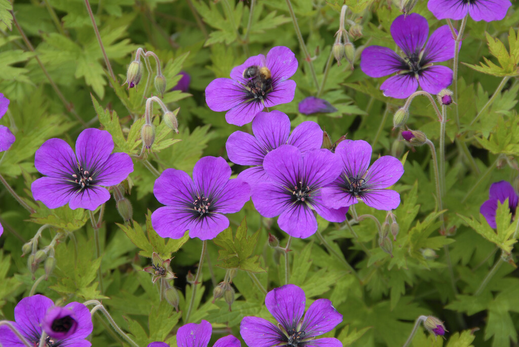 cranesbill 'Ann Folkard'