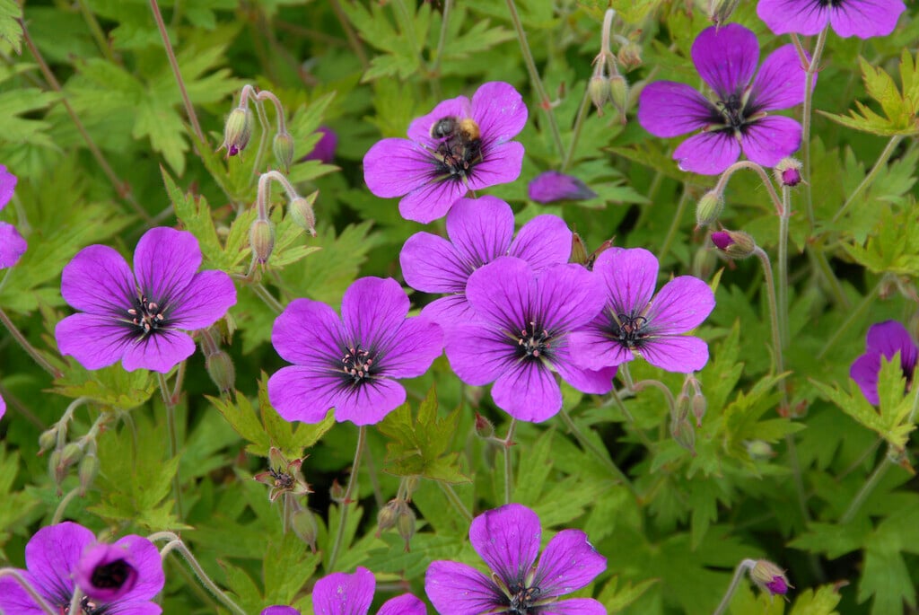 cranesbill 'Ann Folkard'