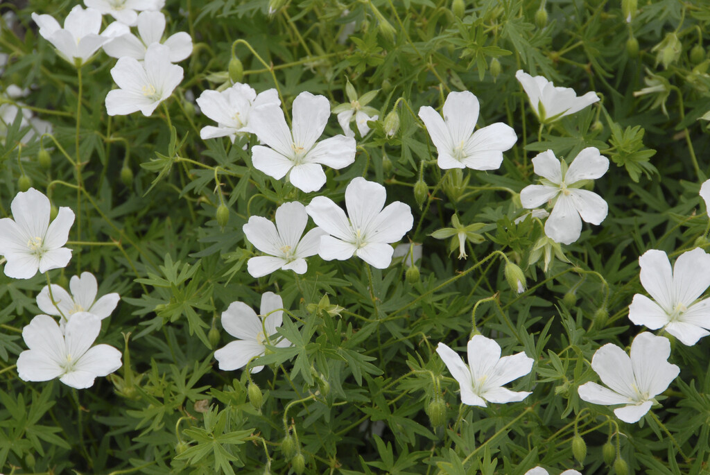 bloody cranesbill 'Album'
