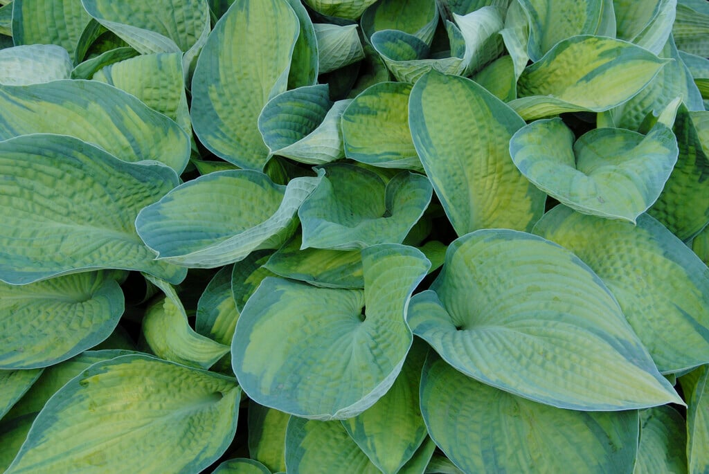<i>Hosta</i> 'Bright Lights' (_tokudama_) (v)