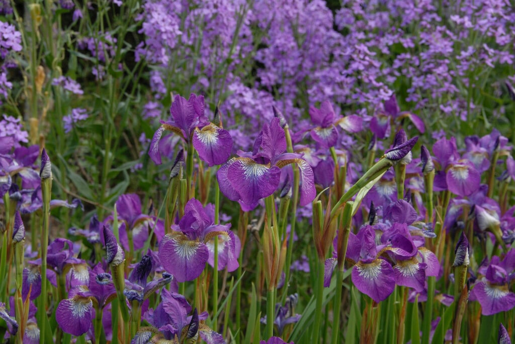 <i>Iris</i> 'Margot Holmes' (Cal-Sib)