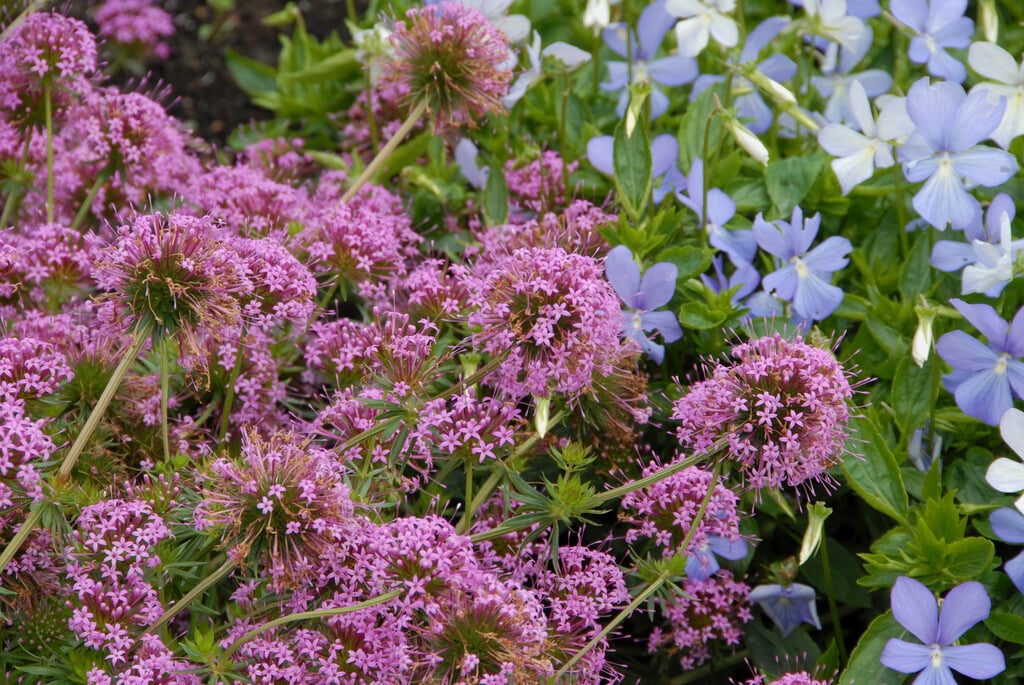 <i>Phuopsis</i> <i>stylosa</i> 'Purpurea'