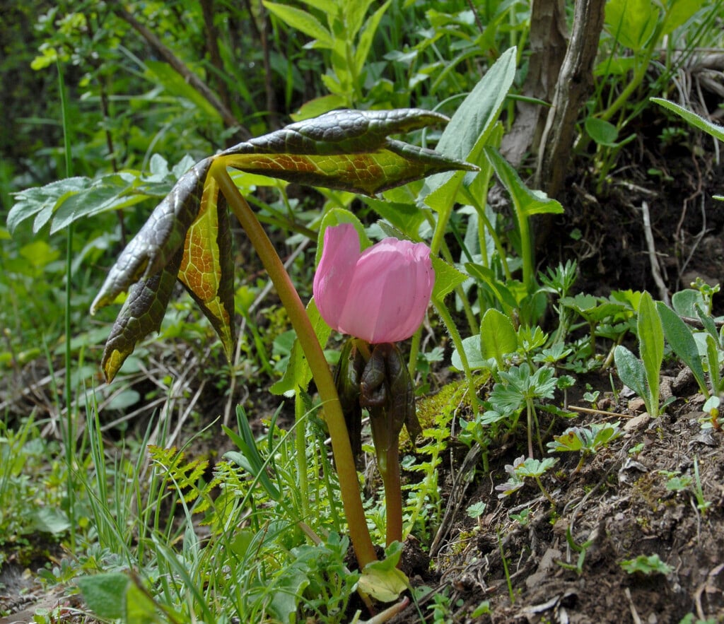 Himalayan may apple