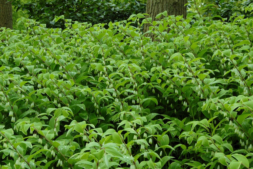 angular Solomon's seal 'Variegatum'