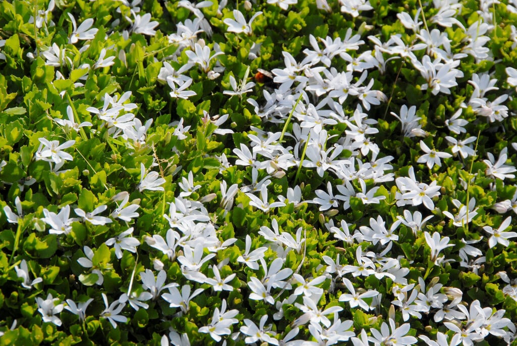 lawn lobelia