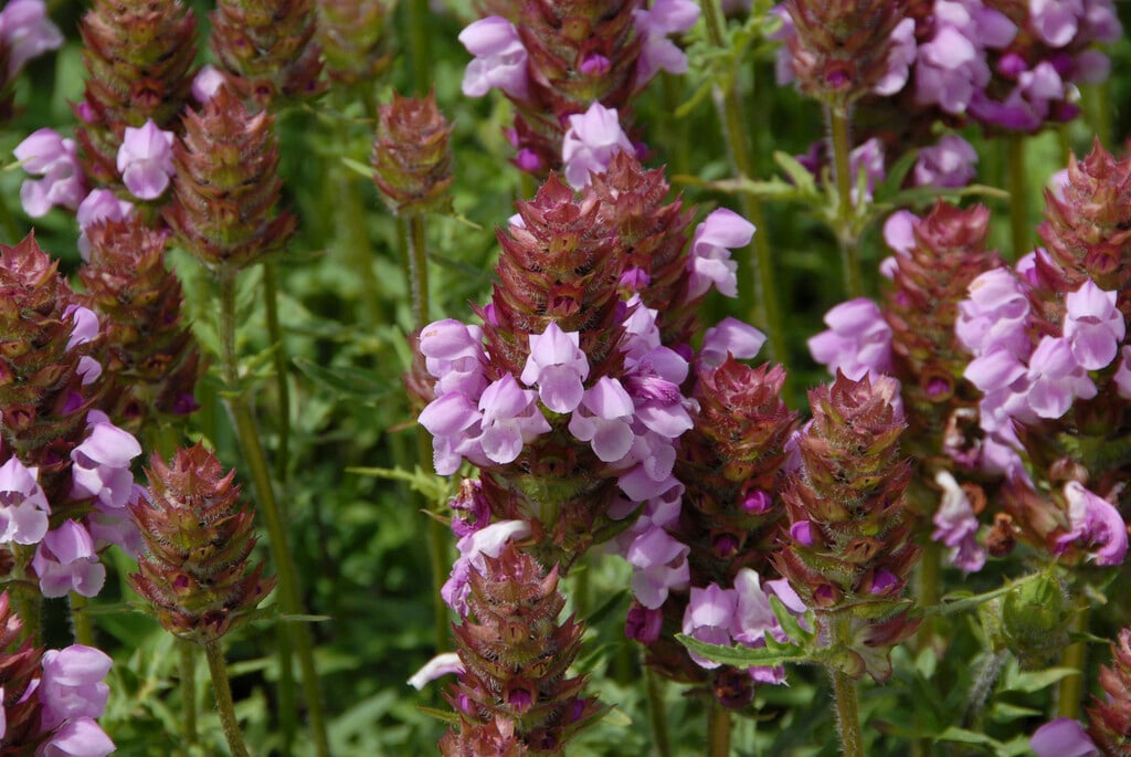 cut-leaved selfheal