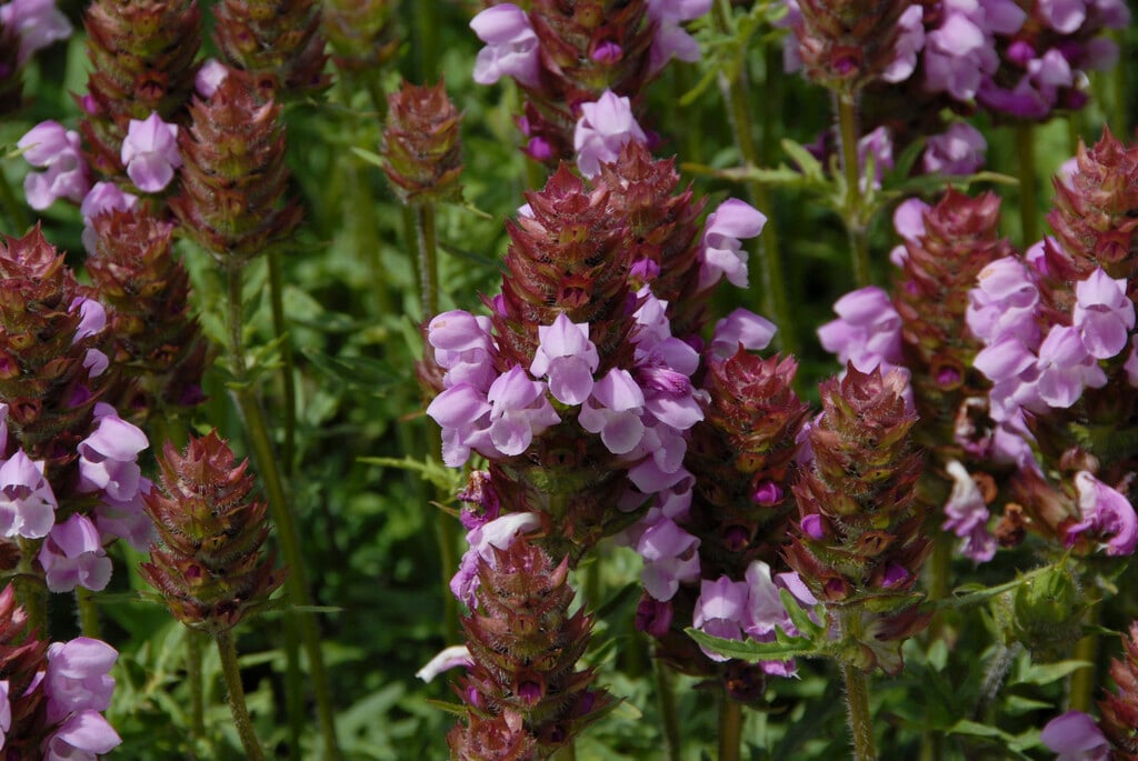 cut-leaved selfheal