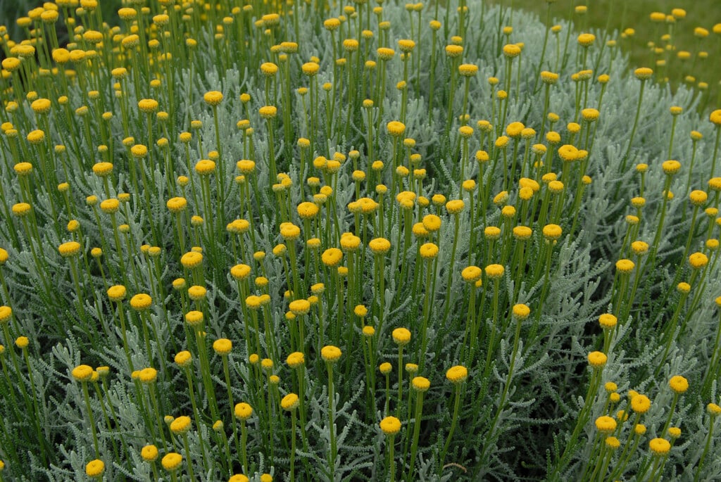 cotton lavender 'Lambrook Silver'
