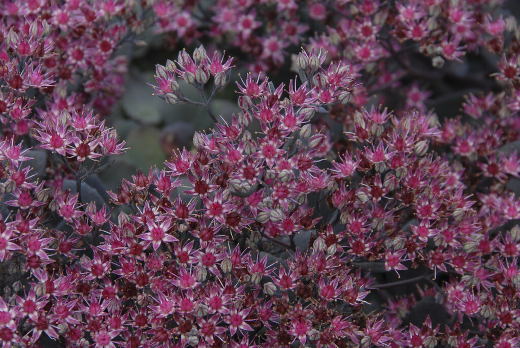 stonecrop 'Bertram Anderson'