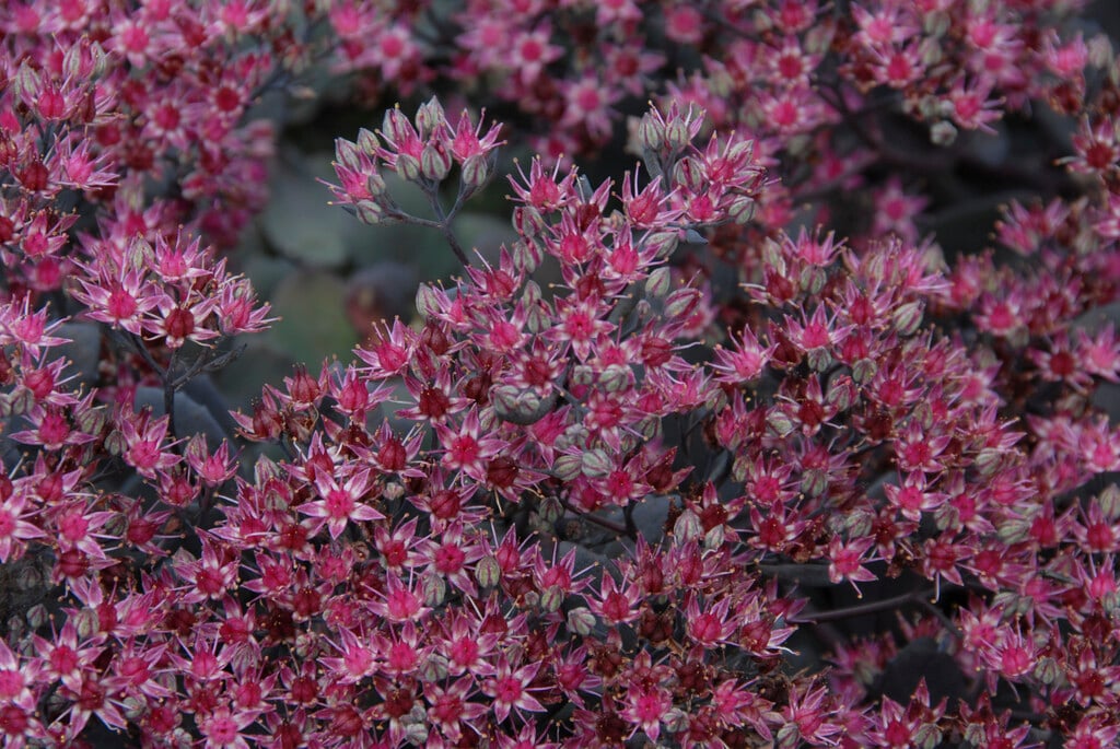 stonecrop 'Bertram Anderson'