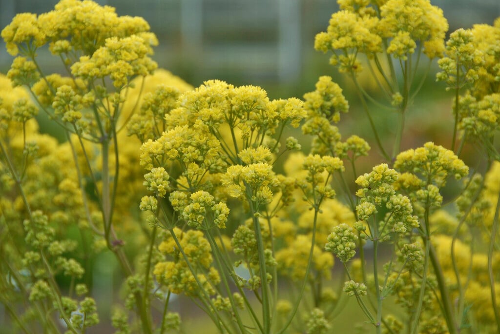 meadow rue 'Illuminator'