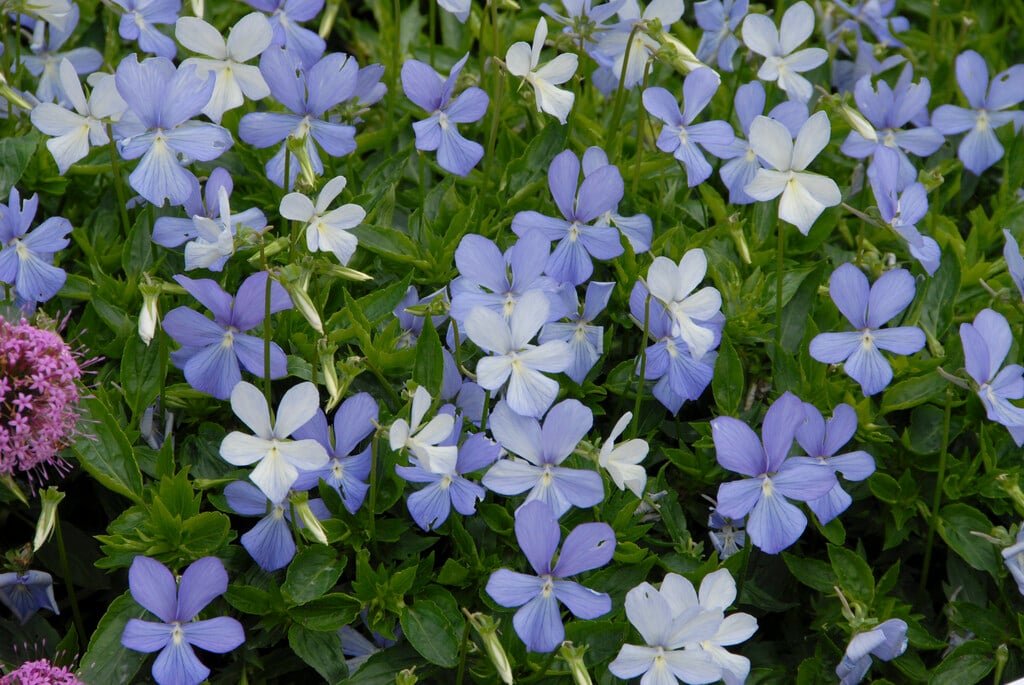 viola 'Belmont Blue'