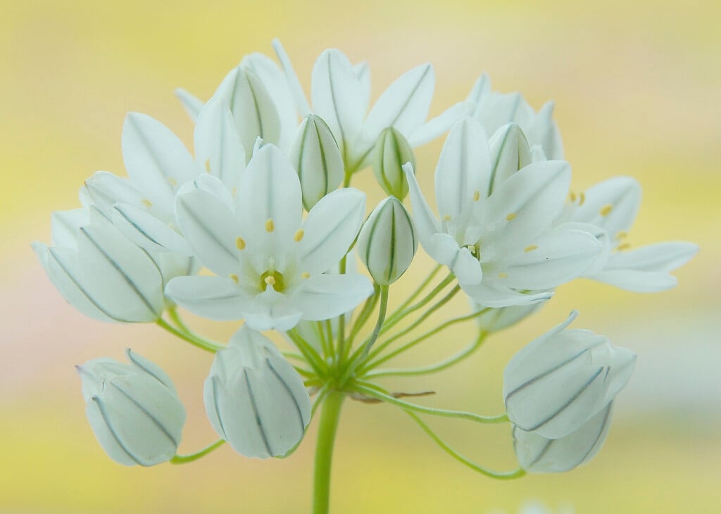 wild hyacinth