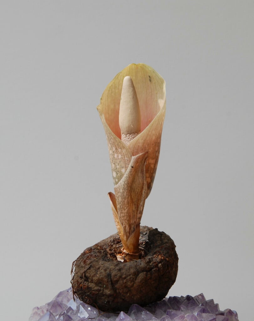 bulbous voodoo lily