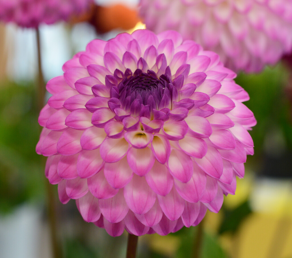 <i>Dahlia</i> 'Martina' (D)