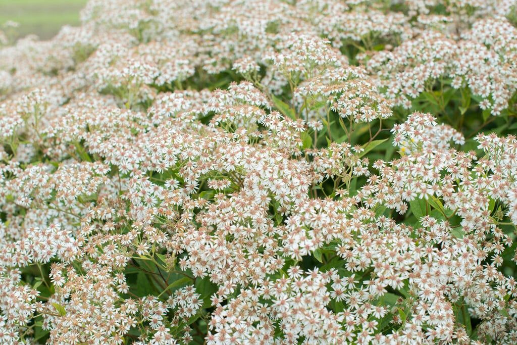 <em>Aster</em> <em>glehnii</em>