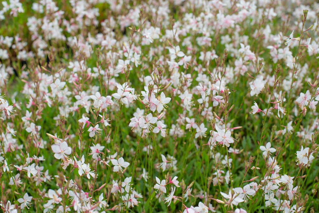 <i>Oenothera</i> <i>lindheimeri</i> 'Snowstorm' (G)