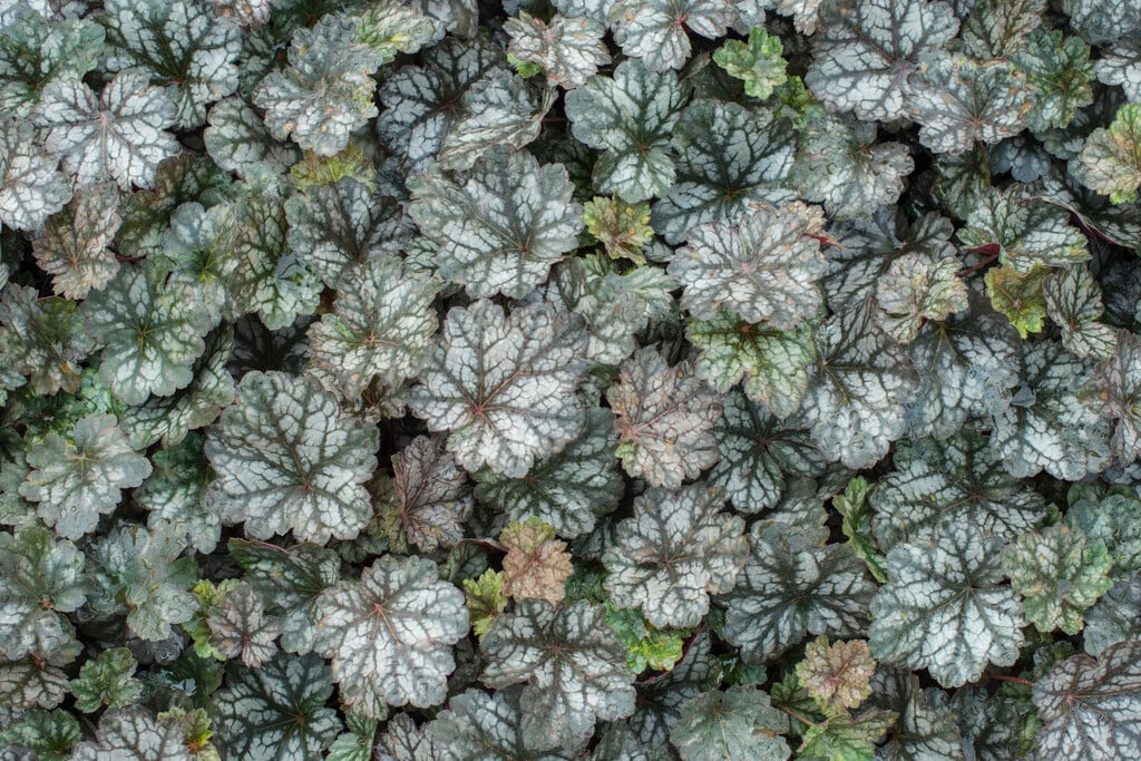 alum root 'Glitter'