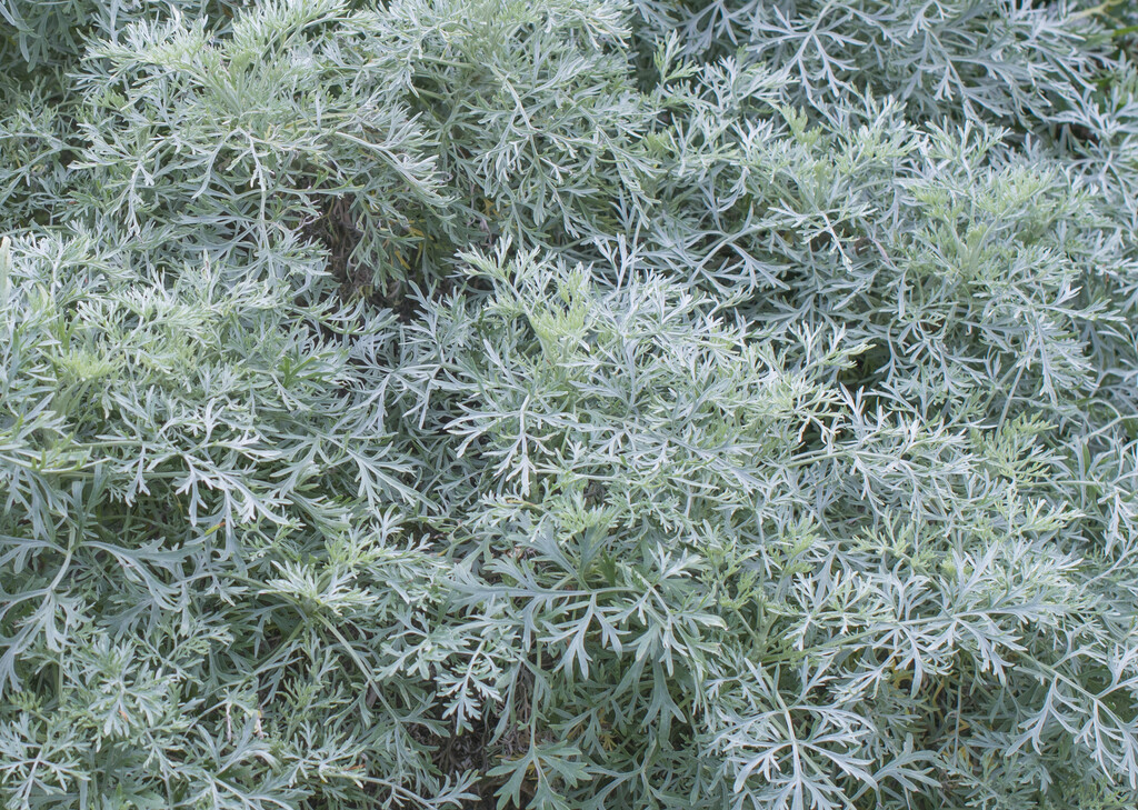 wormwood 'Powis Castle'