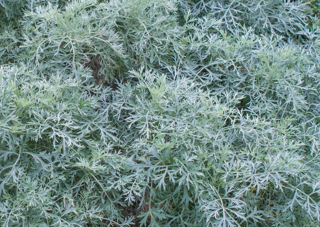 wormwood 'Powis Castle'