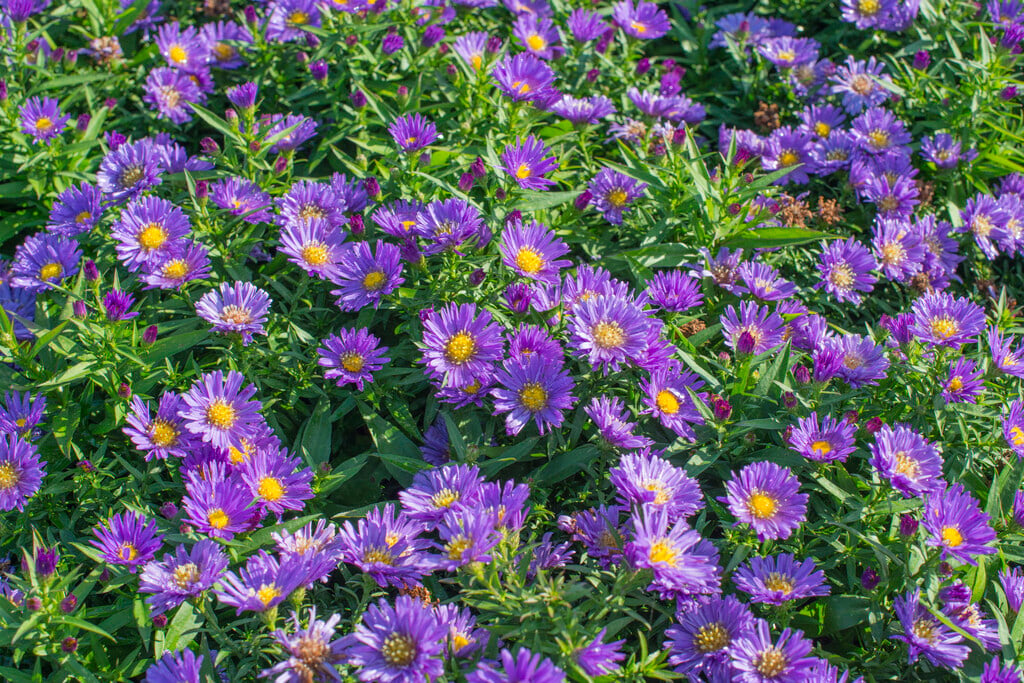 Michaelmas daisy [Samoa]