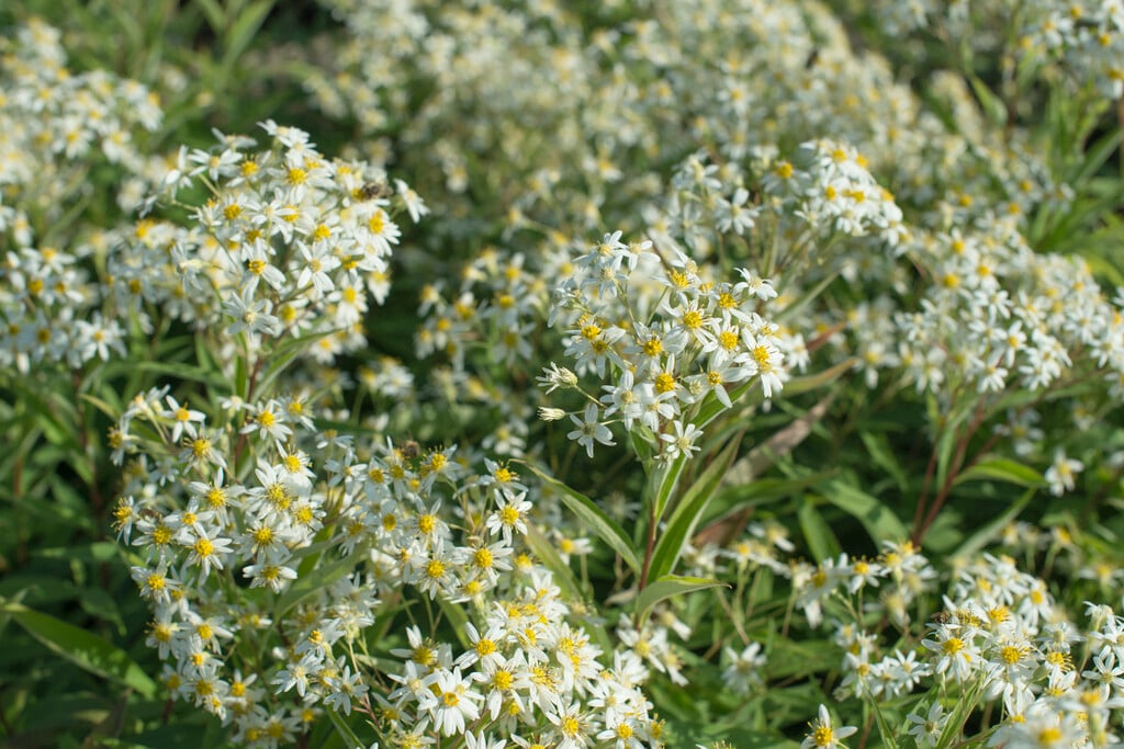<i>Doellingeria</i> <i>umbellata</i> 'Weisser Schirm'