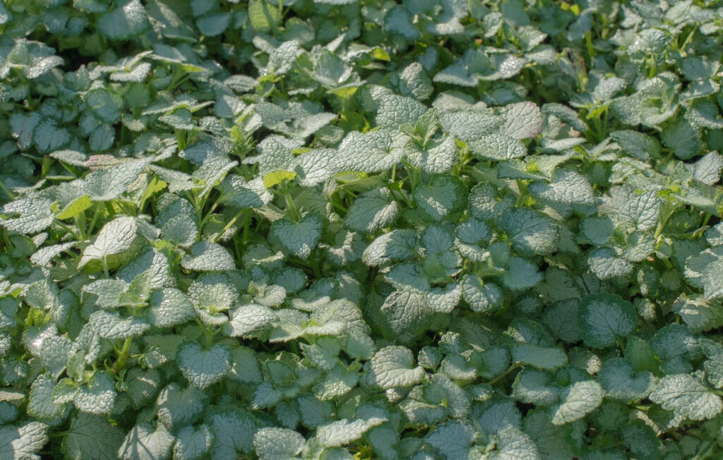 <i>Lamium</i> <i>maculatum</i> 'Orchid Frost'