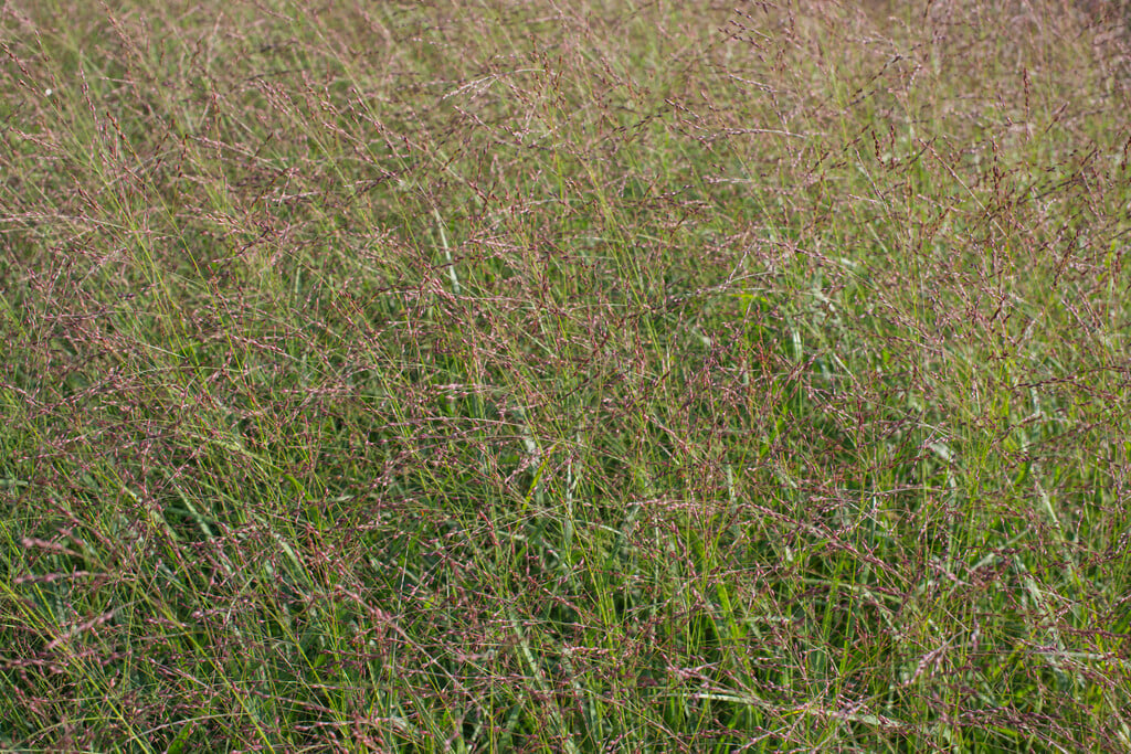 <i>Panicum</i> <i>virgatum</i> 'Kupferhirse'