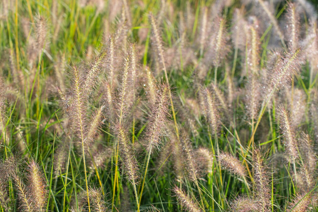 <i>Pennisetum</i> <i>alopecuroides</i> 'Goldstrich'