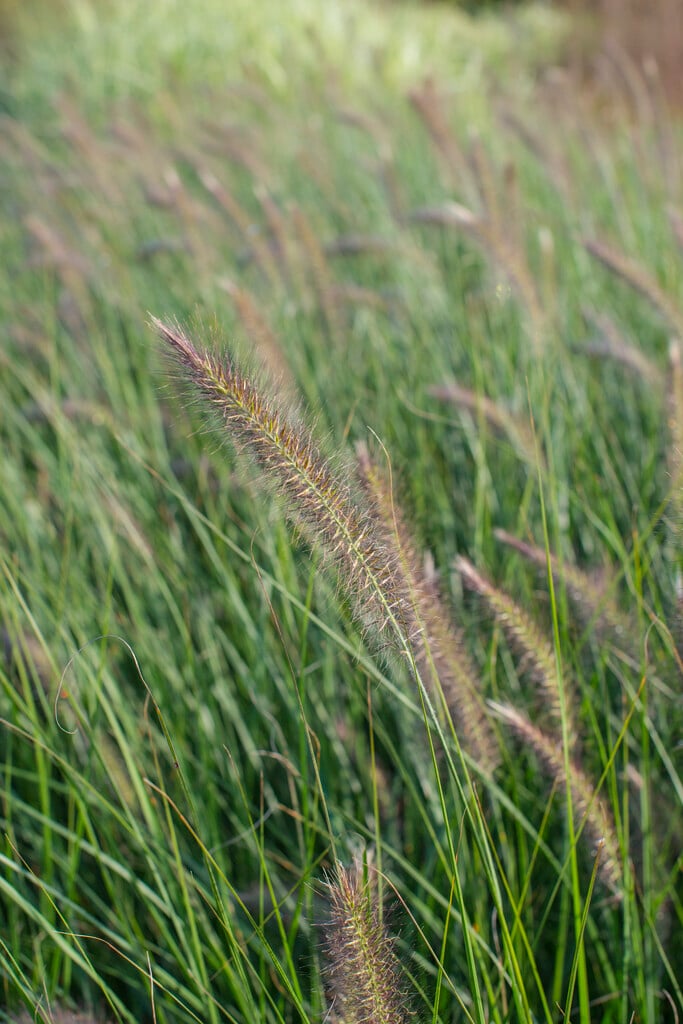 Chinese fountain grass 'Weserbergland'