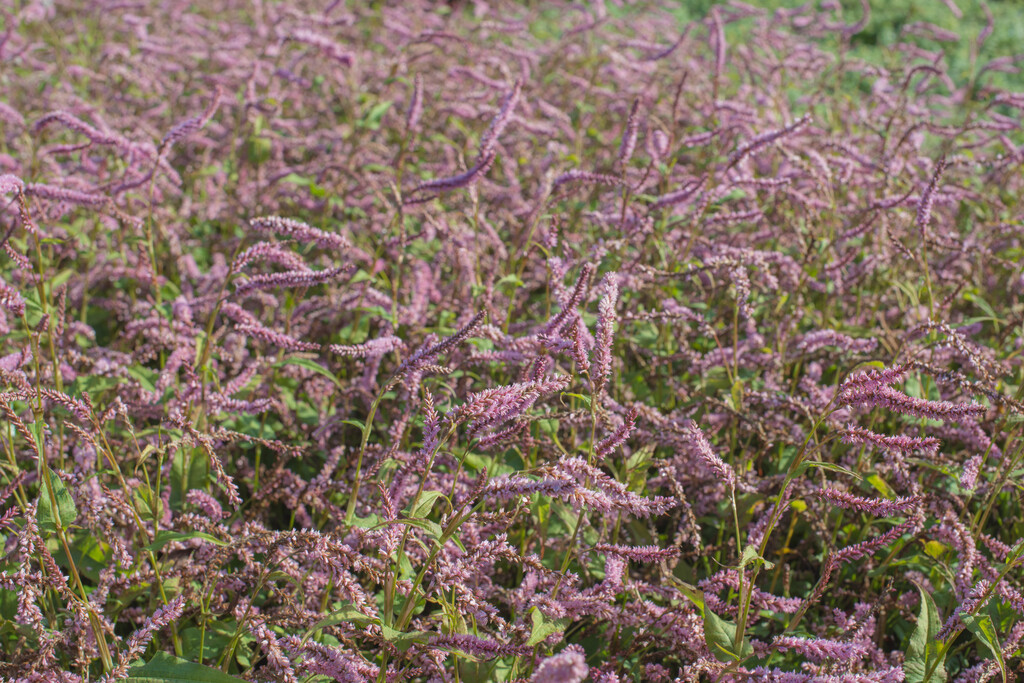 bistort 'Pink Elephant'