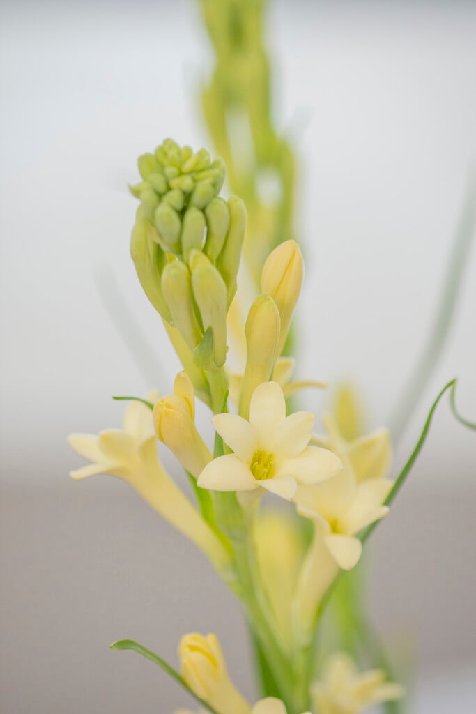 <i>Agave</i> 'Chia Nong Yellow Baby' (Po)