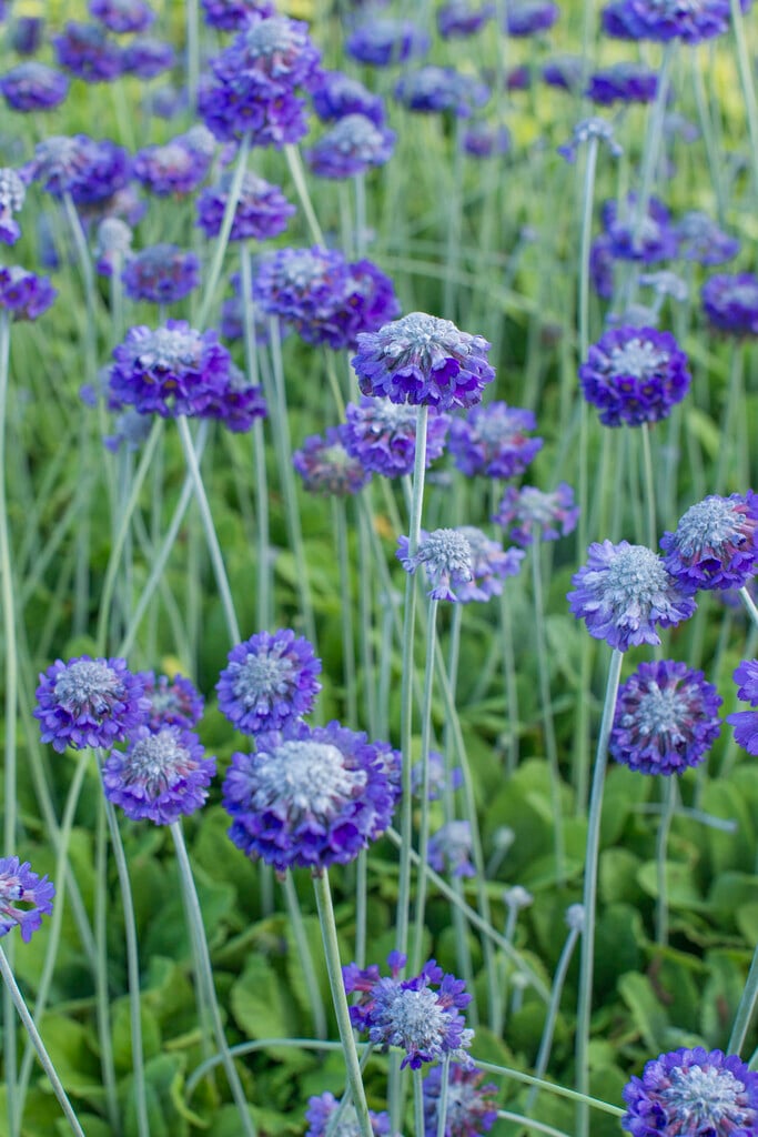 <em>Primula</em> <em>capitata</em> subsp. <em>mooreana</em> (Ca)