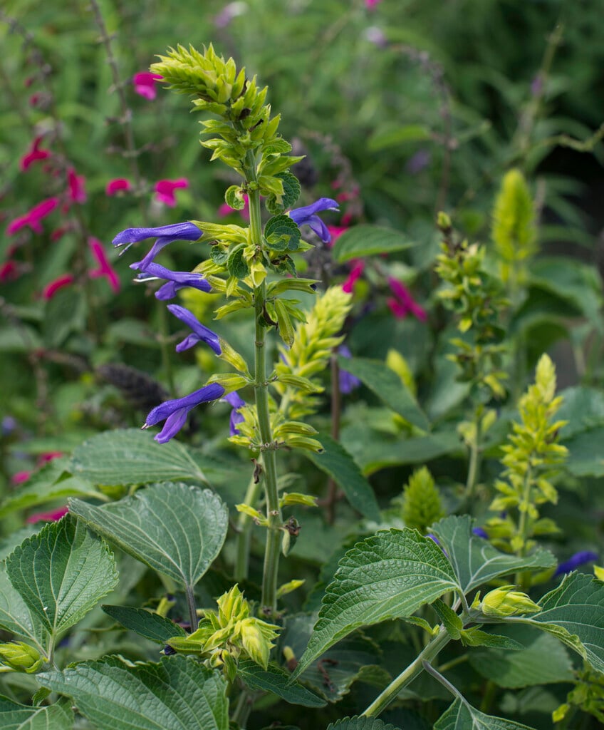 <i>Salvia</i> <i>mexicana</i> 'Lime Calyx'