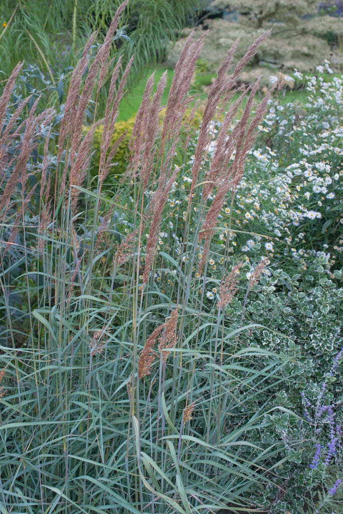 Indian grass 'Sioux Blue'