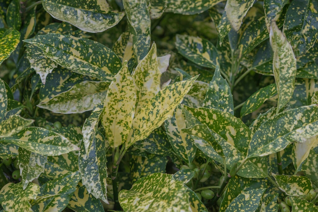 Japanese laurel 'Angelon'