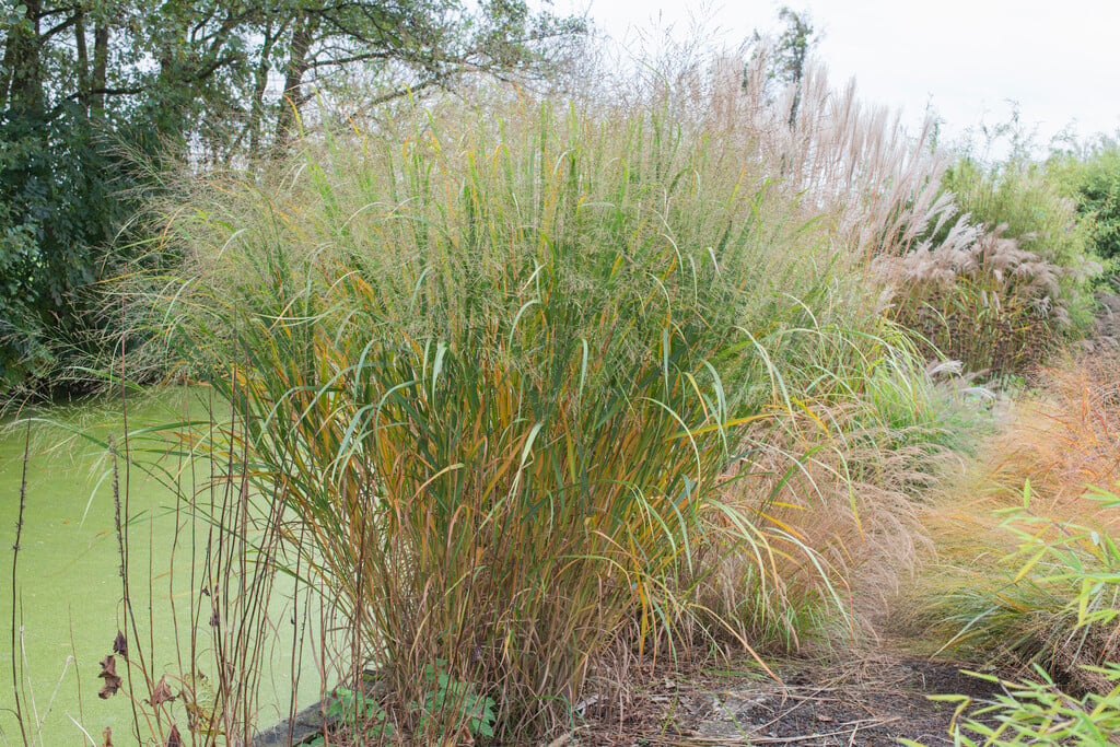 switch grass 'Thundercloud'