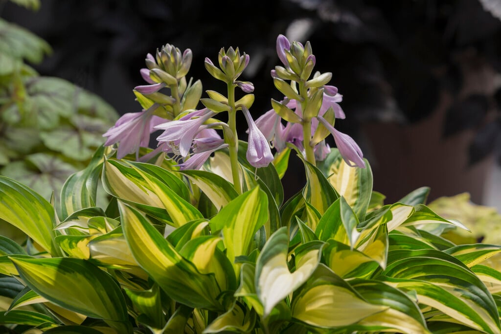 plantain lily 'Lakeside Little Tuft'