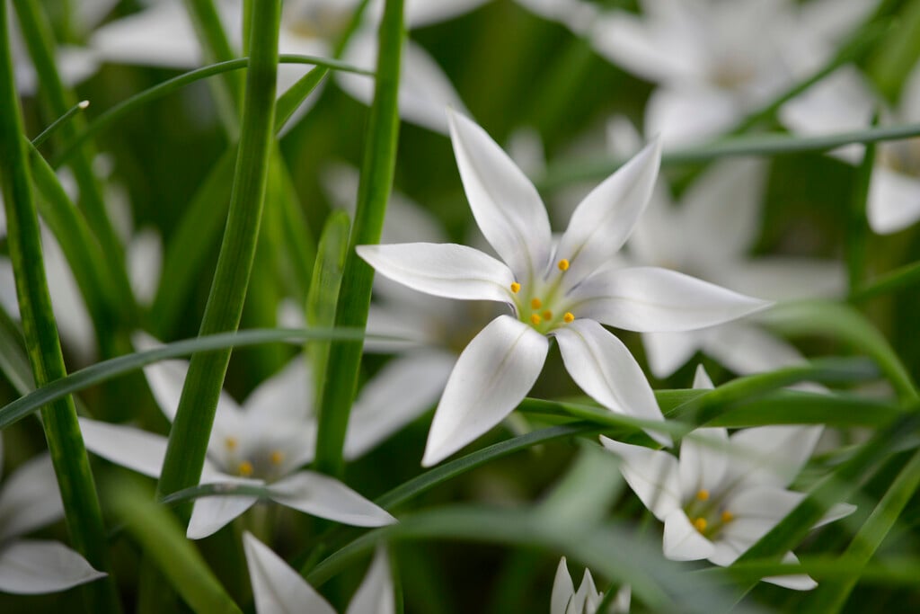 sessile starflower