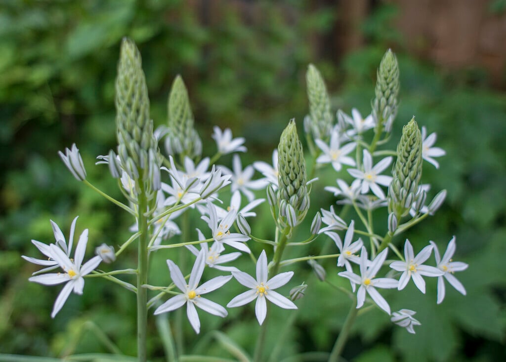 <em>Ornithogalum</em> <em>ponticum</em> 'Sochi'