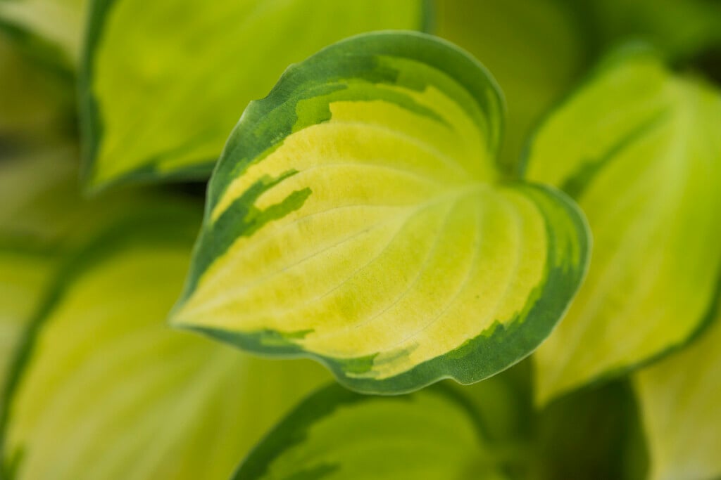 plantain lily 'Emerald Tiara'