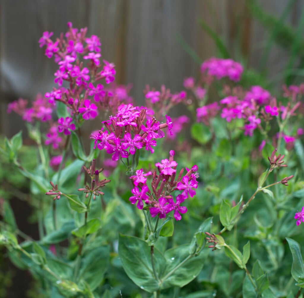 sweet william catchfly