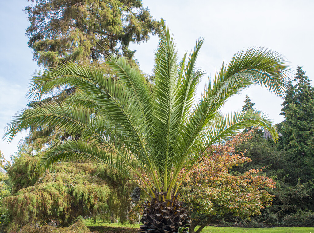 Canary Island date palm