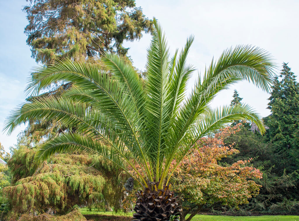 Canary Island date palm
