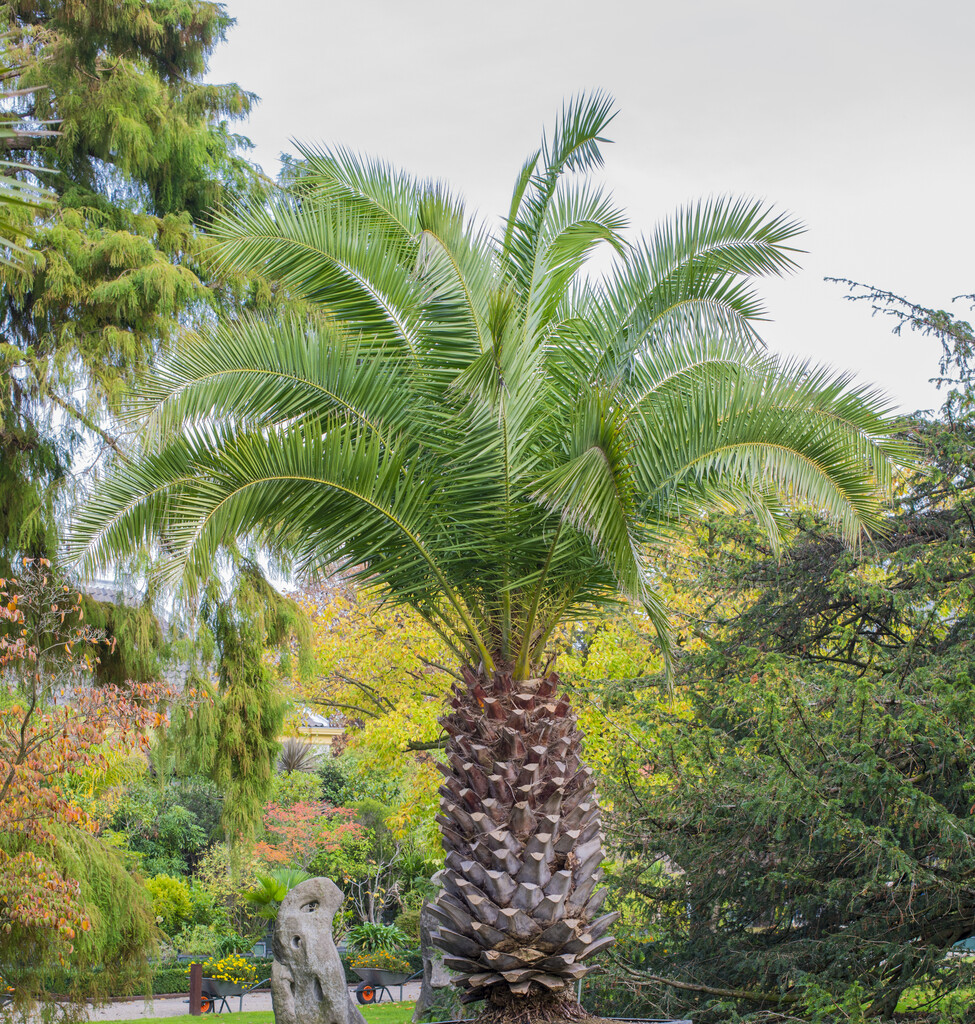 East Indian wine palm