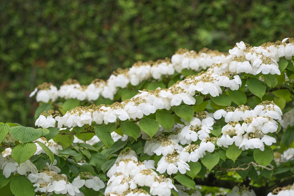 Japanese snowball 'Nanum Semperflorens'