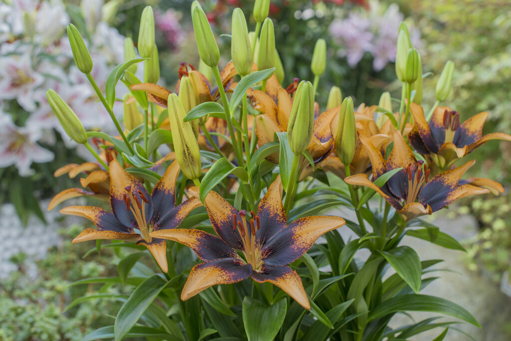 Lilium Starburst lily &Nymph& Bulbs/RHS Gardening